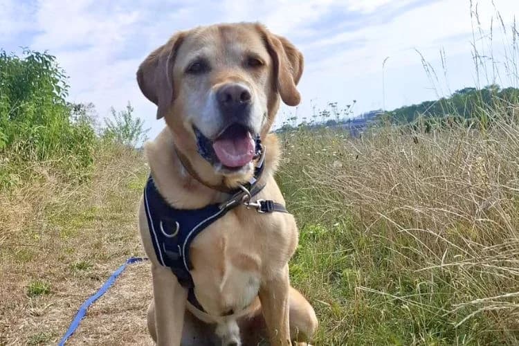 Filou, male senior Labrador Retriever for adoption at Tierheim Dechanthof, Mistelbach