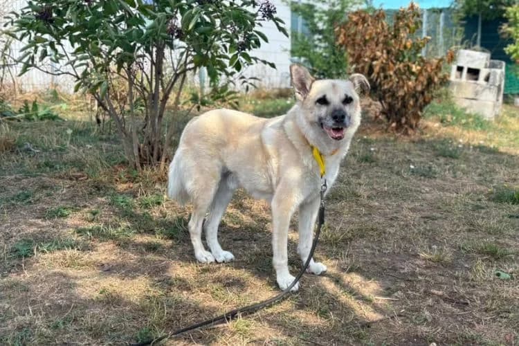 Jason, male senior mixed breed for adoption at Tierheim Dechanthof, Mistelbach