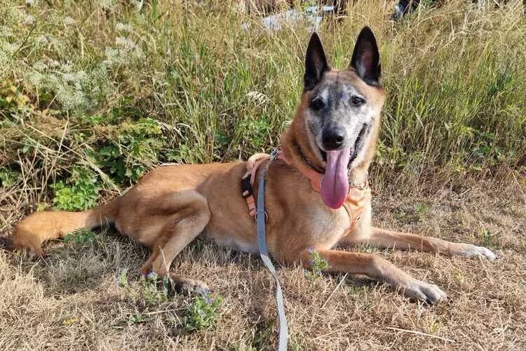 Jessica, female senior Belgian Malinois for adoption at Tierheim Dechanthof, Mistelbach