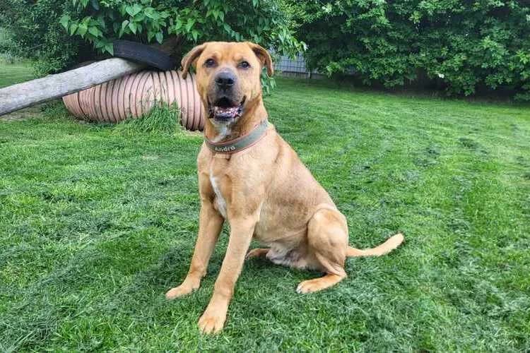 Justin, male senior mixed breed for adoption at Tierheim Dechanthof, Mistelbach