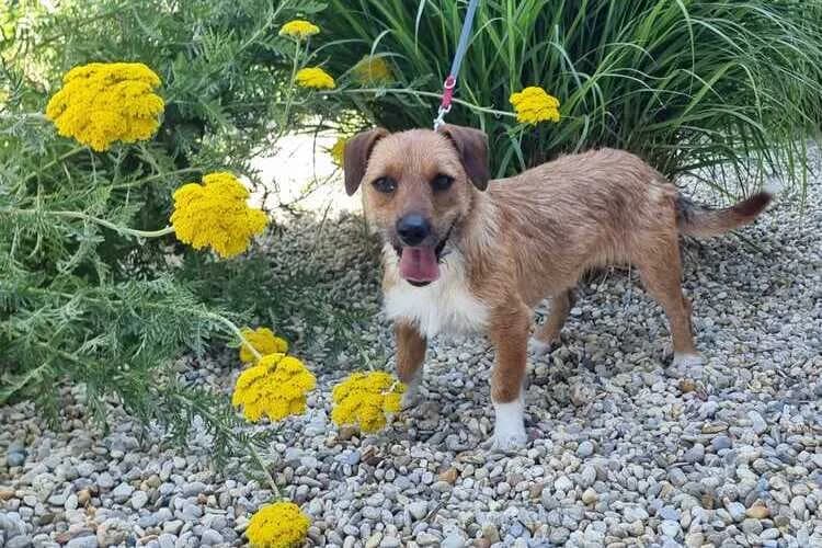 Peaches, female young mixed breed for adoption at Tierheim Dechanthof, Mistelbach