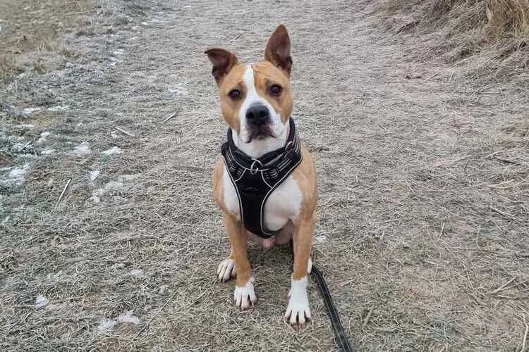 Rocky (2), male American Staffordshire Terrier for adoption at Tierheim Dechanthof, Dechanthof