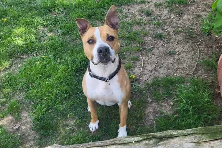 Rocky, male senior mixed breed for adoption at Tierheim Dechanthof, Mistelbach