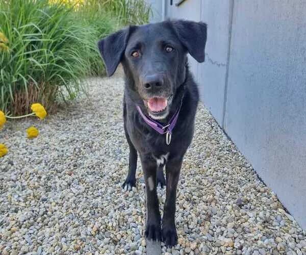 YUKI, female 7yo mixed breed for adoption at Tierheim Dechanthof, Mistelbach