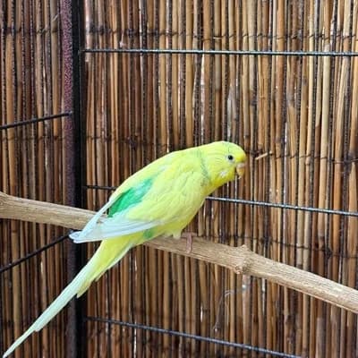 4er Wellensittich Gruppe, male mixed breed for adoption at Vorarlberger Tierschutzheim