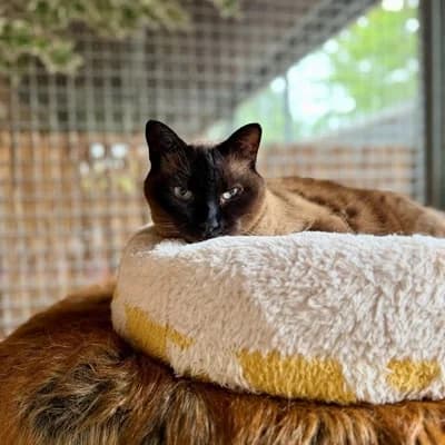 Bablebee + Iron, male Mixed Breed for adoption at Tierheim Dornbirn, Dornbirn