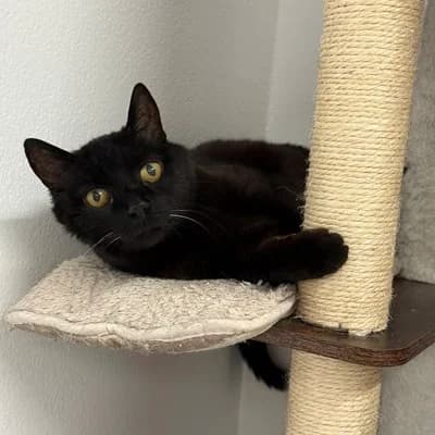Bablebee + Iron, male mixed breed for adoption at Vorarlberger Tierschutzheim