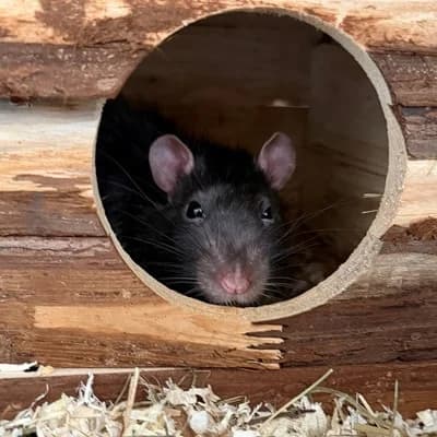 Henry + Milo, male mixed breed for adoption at Tierheim Dornbirn, Dornbirn