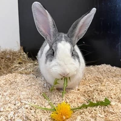 Bernadette, female mixed breed for adoption at Tierheim Dornbirn, Dornbirn