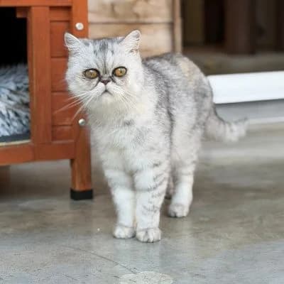Chanel, female Persian for adoption at Tierheim Dornbirn, Dornbirn