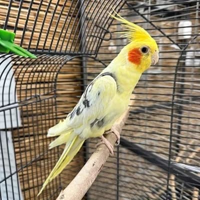 Charly + Lola, male mixed breed for adoption at Tierheim Dornbirn, Dornbirn