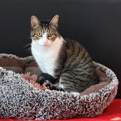 Cira, female mixed breed for adoption at Vorarlberger Tierschutzheim