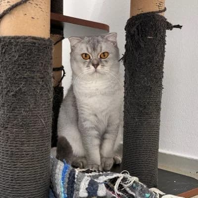 Daisy & Dexter, male Scottish Fold for adoption at Vorarlberger Tierschutzheim