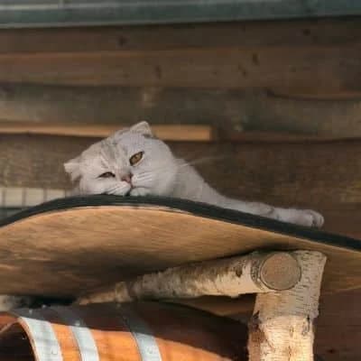 Daisy & Dexter, male Scottish Fold for adoption at Vorarlberger Tierschutzheim