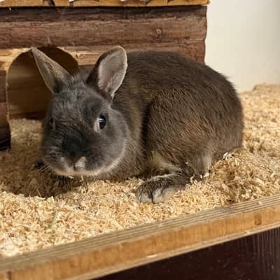 Floppy, male mixed breed for adoption at Vorarlberger Tierschutzheim