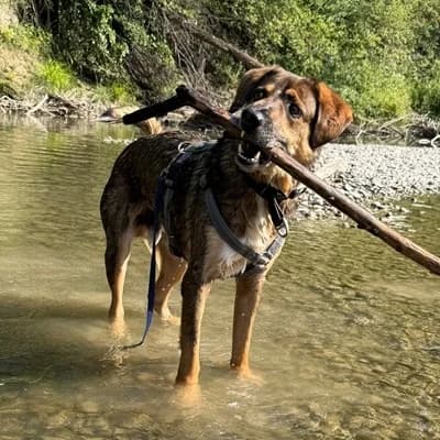 Franz, male Mixed Breed for adoption at Vorarlberger Tierschutzheim