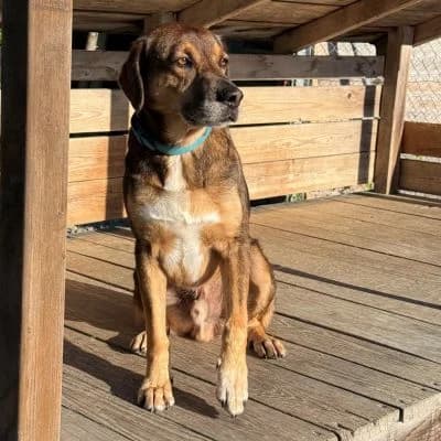 Franz, male Mixed Breed for adoption at Tierheim Dornbirn, Dornbirn