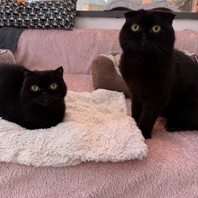 Gandalf + Gwenny, male Scottish Fold for adoption at Vorarlberger Tierschutzheim
