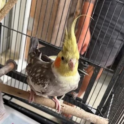 Hansibubile, male mixed breed for adoption at Vorarlberger Tierschutzheim