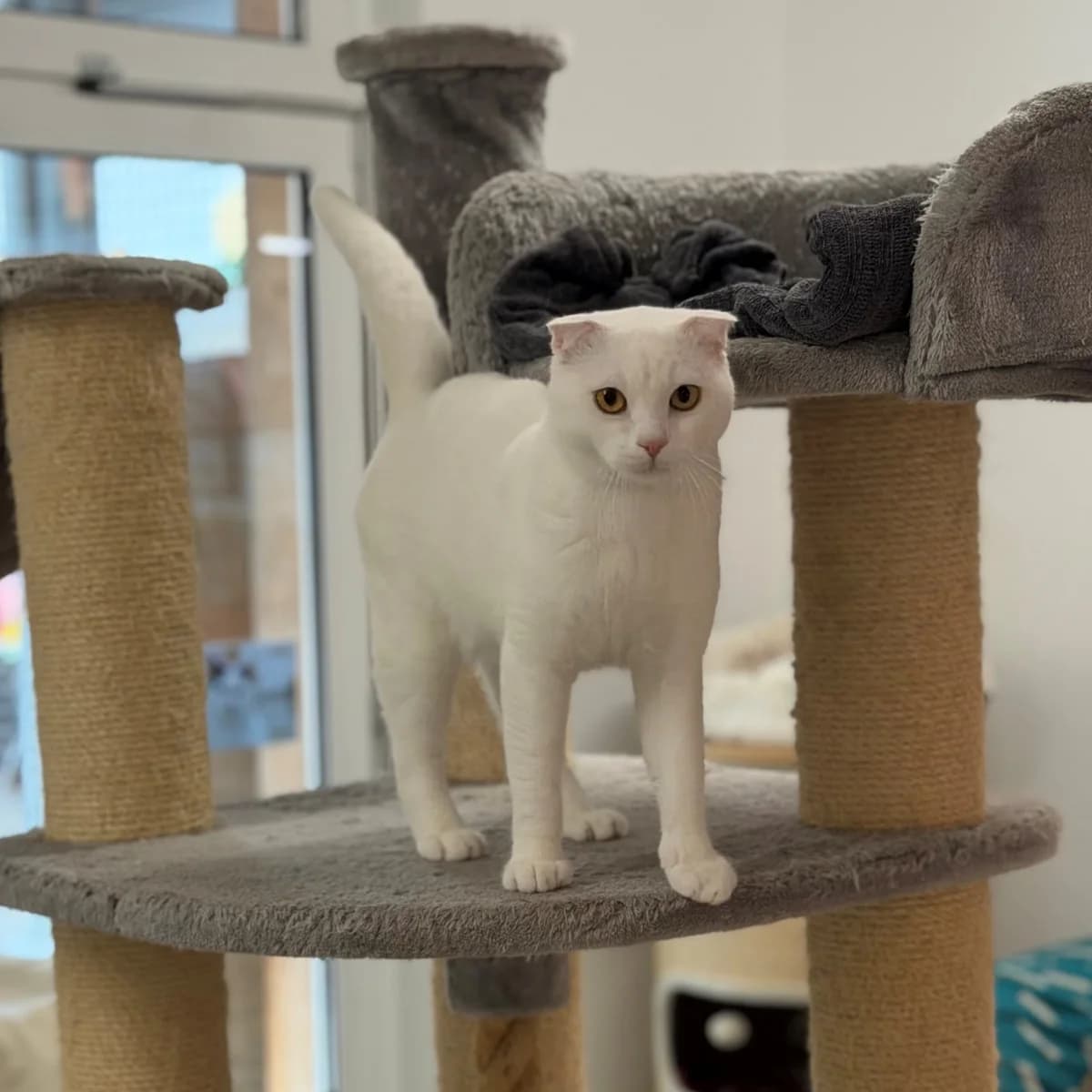 Hedwig + Houdini, male Scottish Fold for adoption at Tierheim Dornbirn, Dornbirn