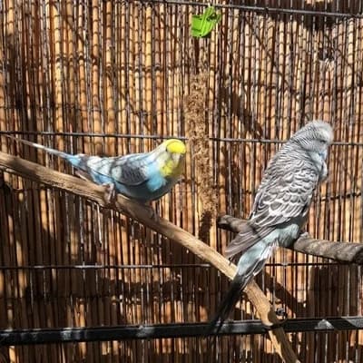 Helvi & Rexi, male mixed breed for adoption at Vorarlberger Tierschutzheim
