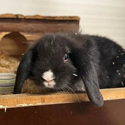 Holly & Polly, female mixed breed for adoption at Vorarlberger Tierschutzheim