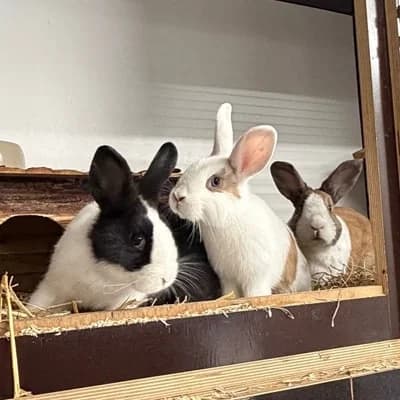 Karotte mit Knobi & Radieschen, female mixed breed for adoption at Tierheim Dornbirn, Dornbirn