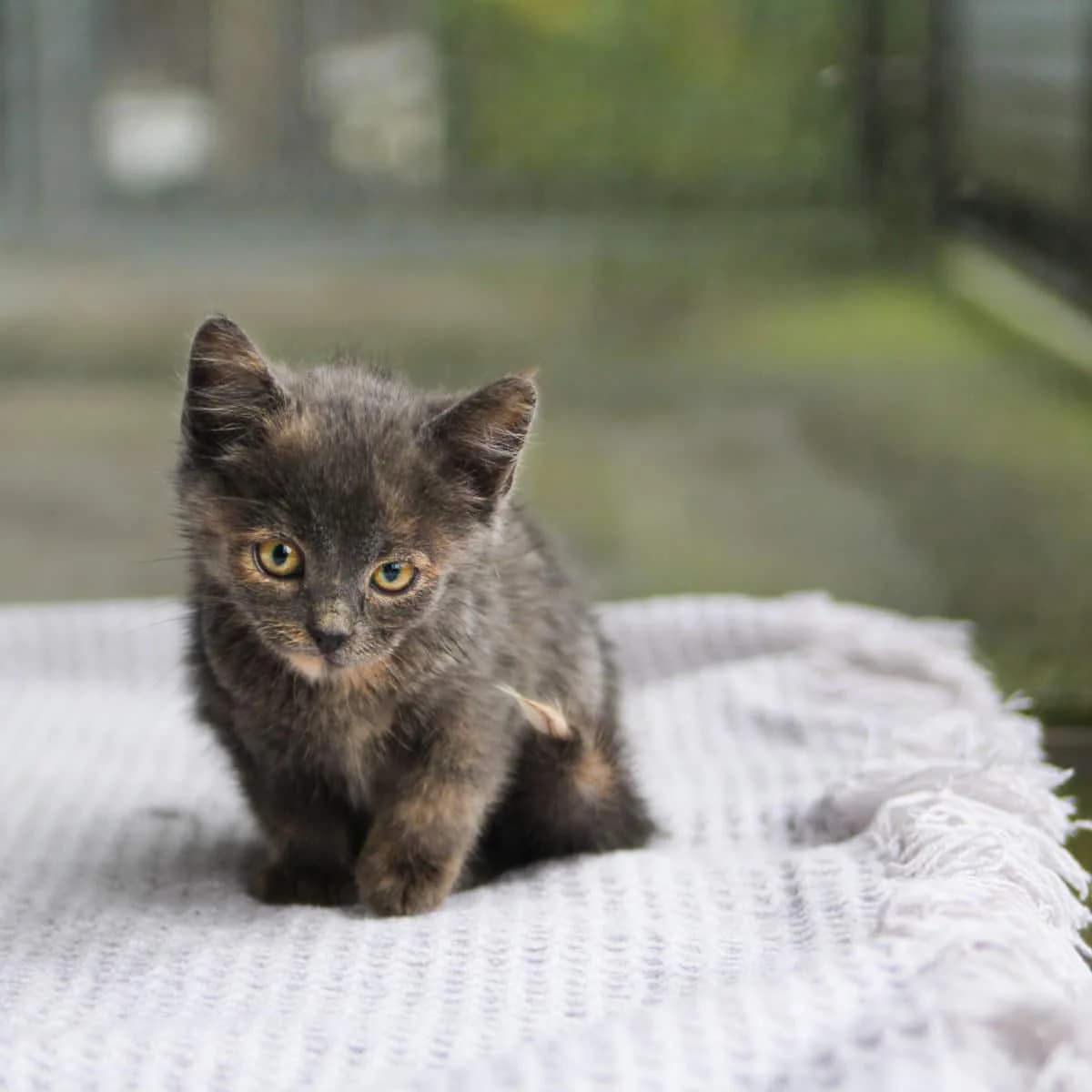 Katzenbabies & Jungkatzen, female young mixed breed for adoption at Tierheim Dornbirn, Dornbirn