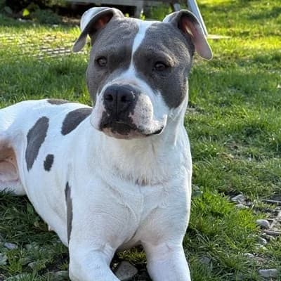 Kira, female 5yo American Staffordshire Terrier for adoption at Tierheim Dornbirn, Dornbirn