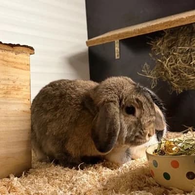 Klopfer + Skippy, female mixed breed for adoption at Vorarlberger Tierschutzheim