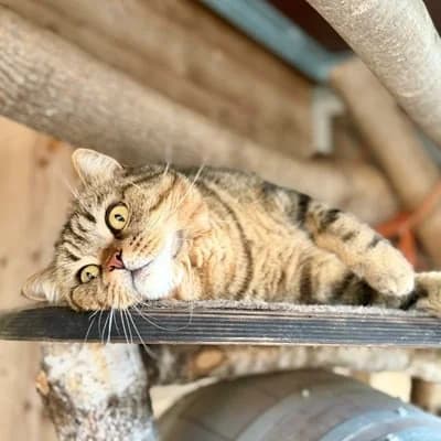 Loki & Simba, male British Shorthair for adoption at Tierheim Dornbirn, Dornbirn