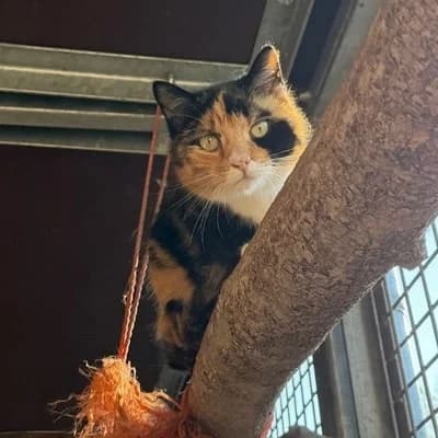 Lucy & Josy, female mixed breed for adoption at Tierheim Dornbirn, Dornbirn