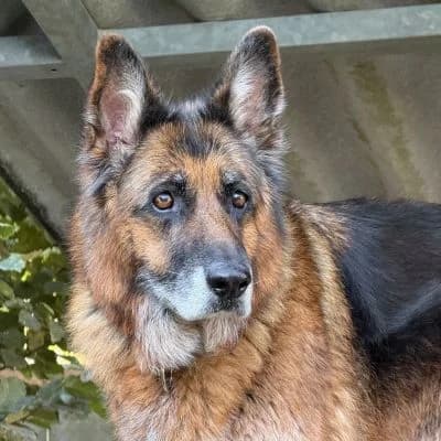 Luna, female German Shepherd for adoption at Vorarlberger Tierschutzheim
