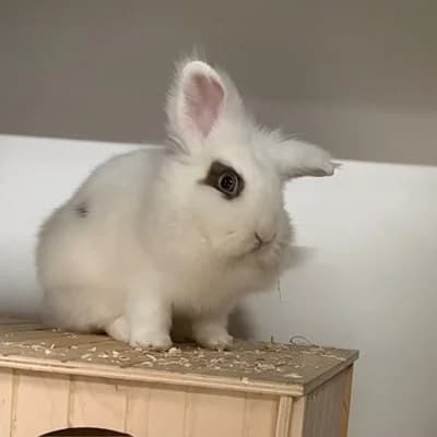 Maggy & Mandy, female mixed breed for adoption at Vorarlberger Tierschutzheim