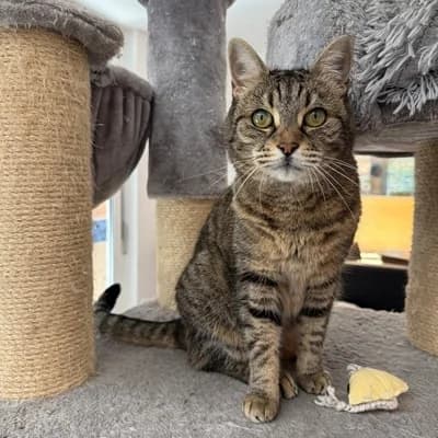 Margret, female mixed breed for adoption at Vorarlberger Tierschutzheim