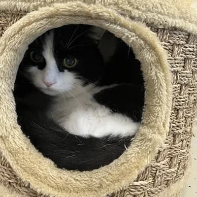 Minki, female mixed breed for adoption at Tierheim Dornbirn, Dornbirn
