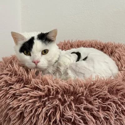 Mio, male mixed breed for adoption at Tierheim Dornbirn, Dornbirn
