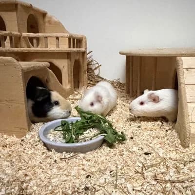 Tapsi, Hanny und Coco, female mixed breed for adoption at Vorarlberger Tierschutzheim