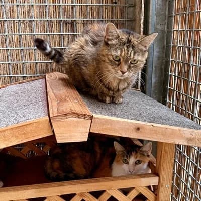 Tigerle + Lady, female mixed breed for adoption at Vorarlberger Tierschutzheim