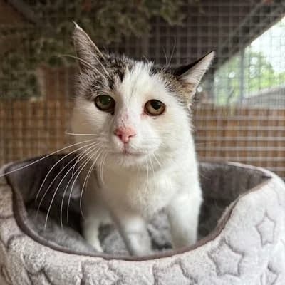 Tinky + Samy, female mixed breed for adoption at Vorarlberger Tierschutzheim
