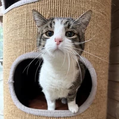 Tinky + Samy, female senior mixed breed for adoption at Tierheim Dornbirn, Dornbirn