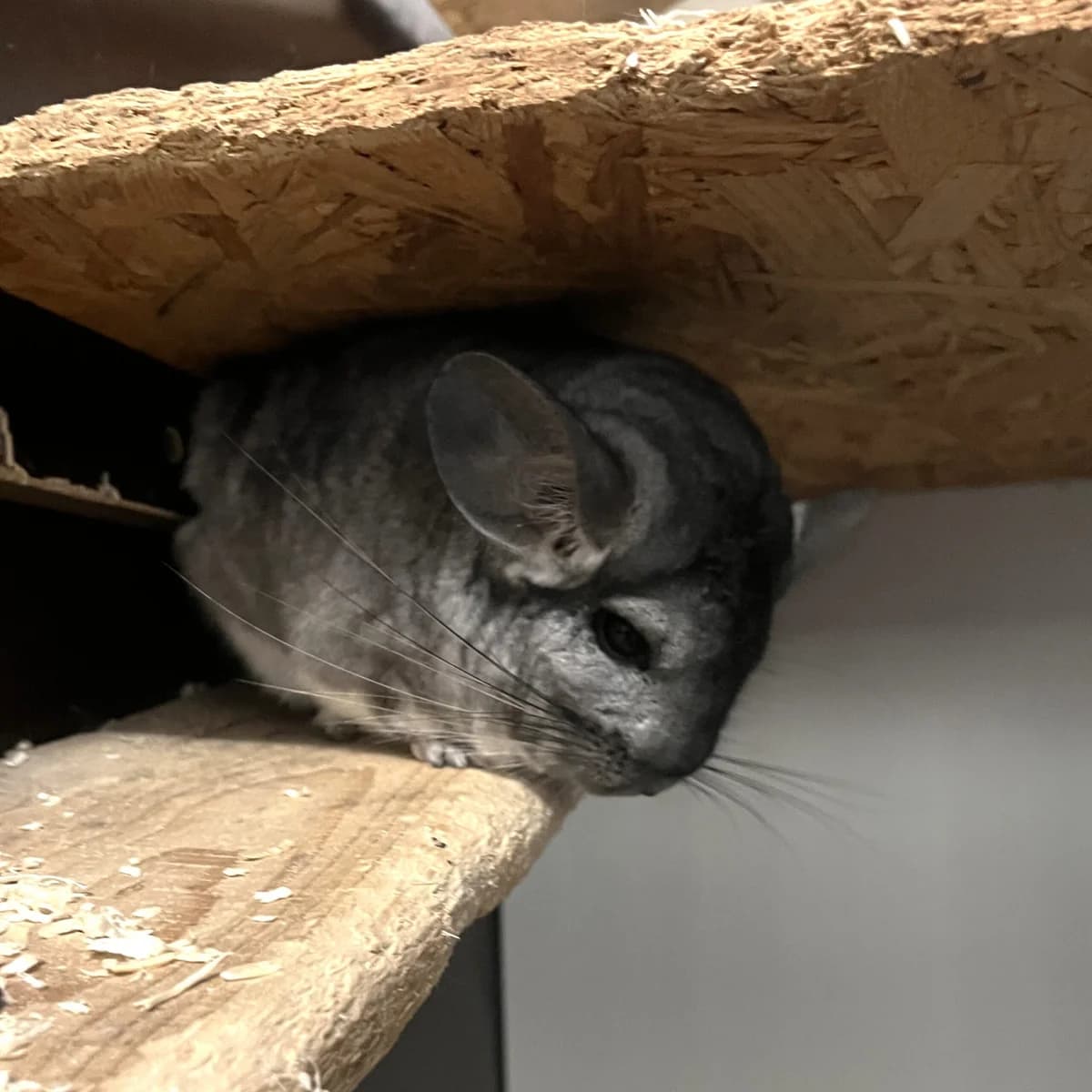 Tom + Cherry, male Chinchilla for adoption at Tierheim Dornbirn, Dornbirn