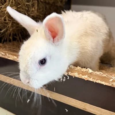 Woody, male mixed breed for adoption at Vorarlberger Tierschutzheim