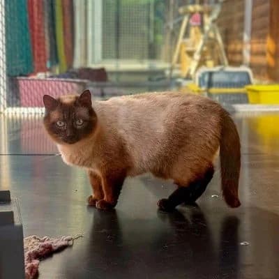 Yuki, female mixed breed for adoption at Tierheim Dornbirn, Dornbirn