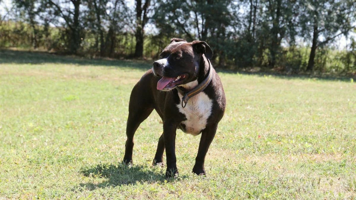 Shila, female 6yo Mixed Breed for adoption at Sonnenhof Eisenstadt (Sonnentiere)