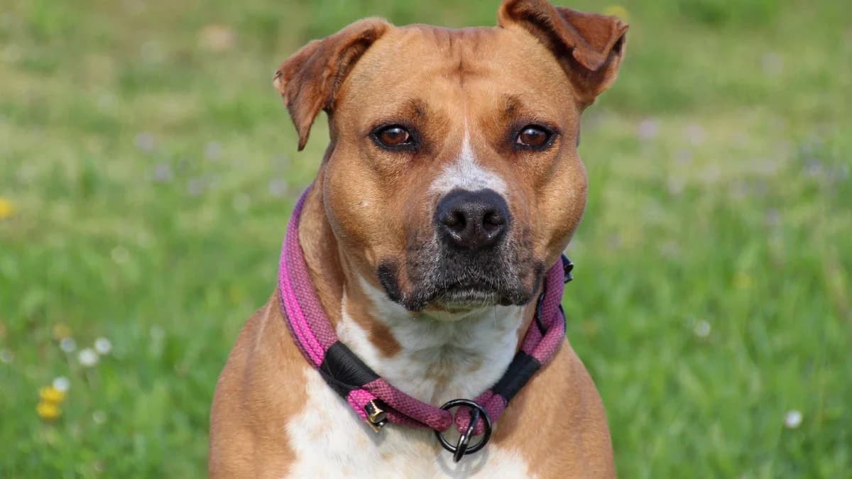Luna, female 6yo Mixed Breed for adoption at Sonnenhof Eisenstadt (Sonnentiere)