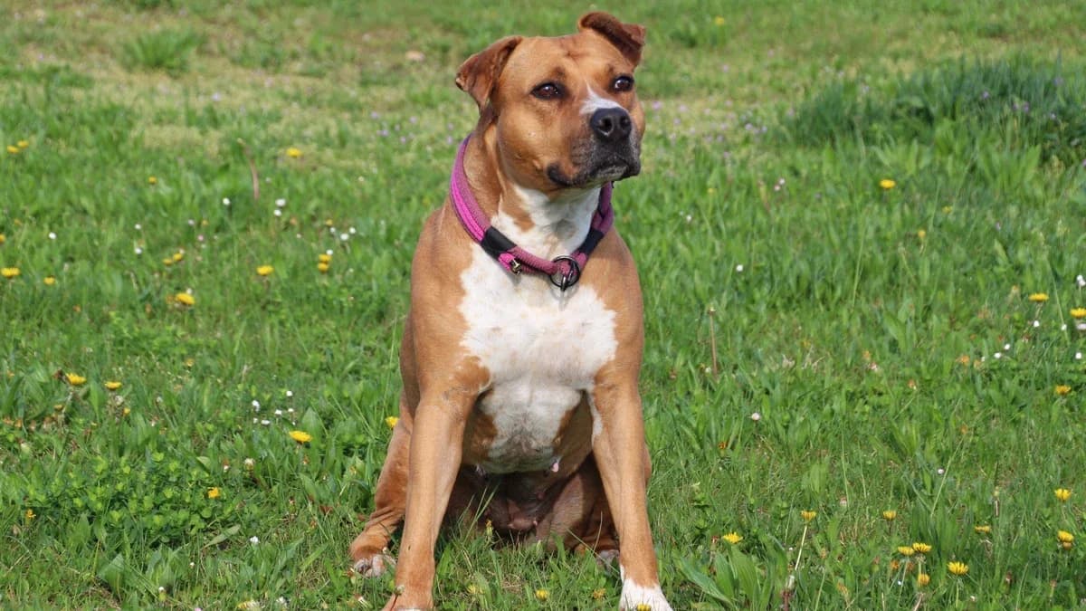 Luna, female 7yo Mixed Breed for adoption at Sonnenhof Eisenstadt (Sonnentiere)