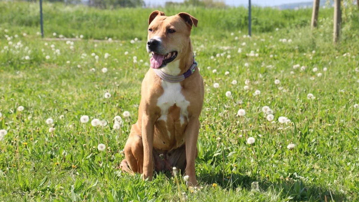 Alisa, female senior Mixed Breed for adoption at Sonnenhof Eisenstadt (Sonnentiere)