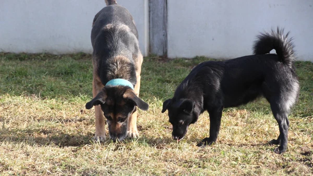 Suki, female young Mixed Breed for adoption at Sonnenhof Eisenstadt (Sonnentiere)