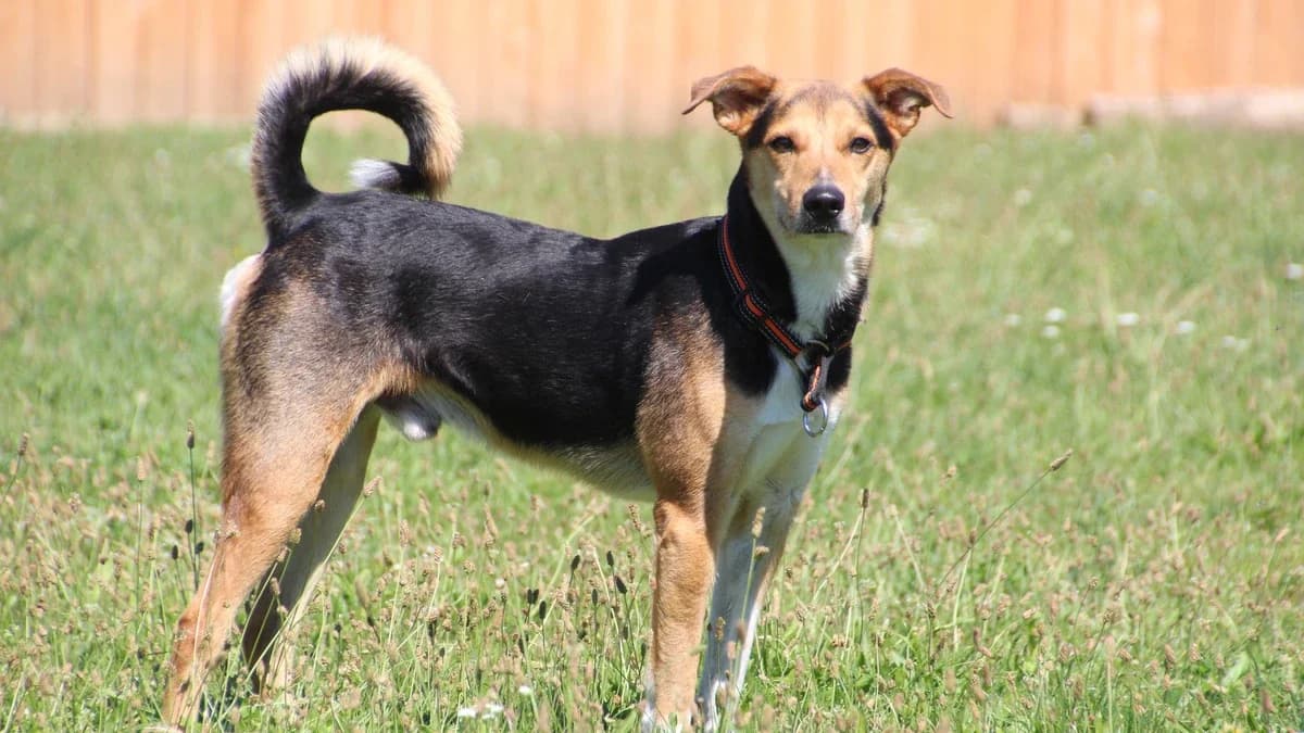 Rocky, male 6yo mixed breed for adoption at Sonnenhof Eisenstadt (Sonnentiere)